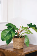 Emerald Ripcurl philodendron with unique multi-lobed glossy green foliage