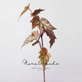 Painterly Begonia Leaf Stem – 29.1"
