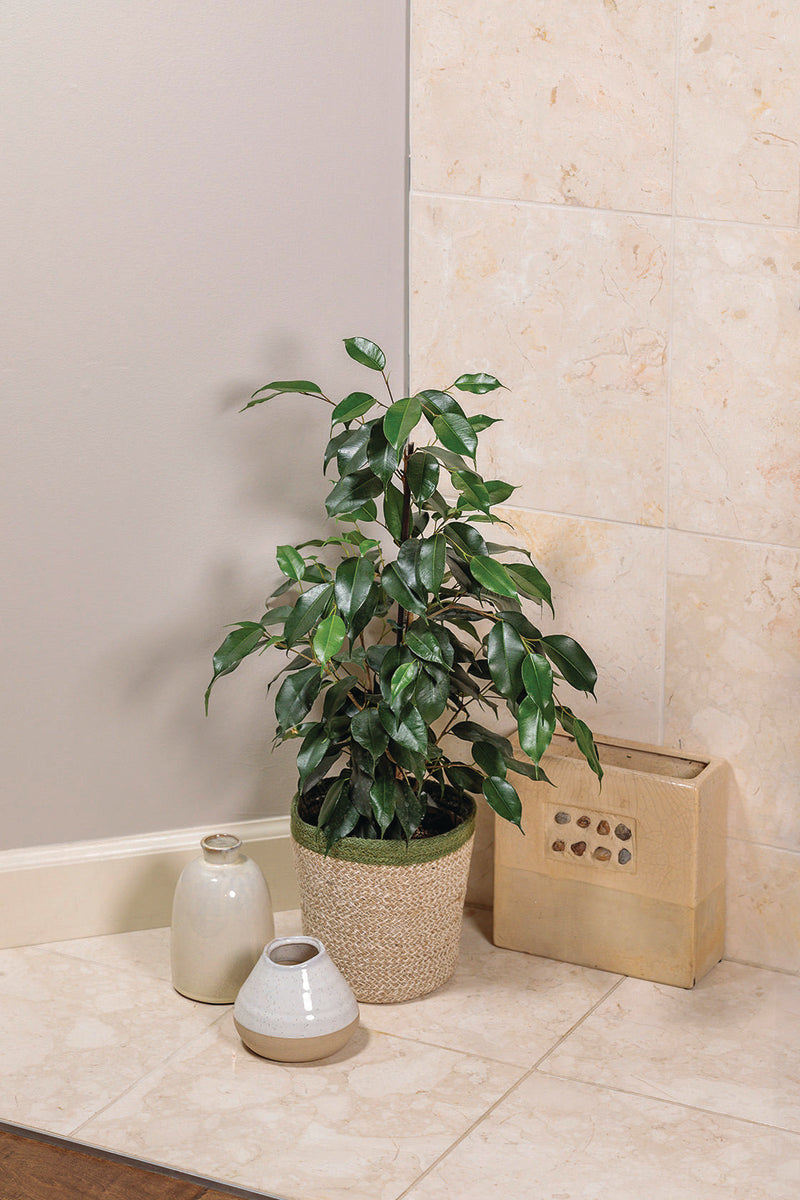 Danielle Ficus Benjamina Plant