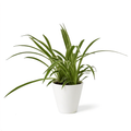 Urban Arches Pixie Punk spider plant with bright green leaves and small plantlets in a nursery setting.