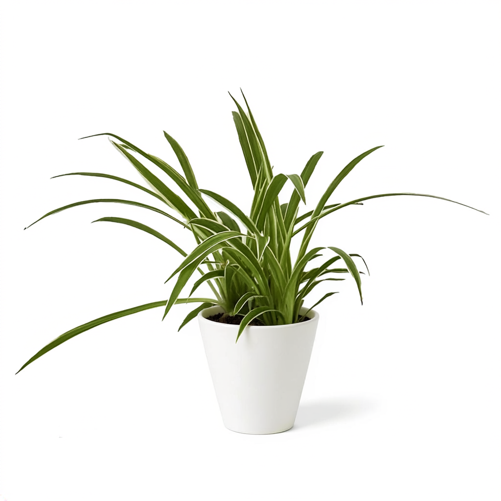 Urban Arches Pixie Punk spider plant with bright green leaves and small plantlets in a nursery setting.