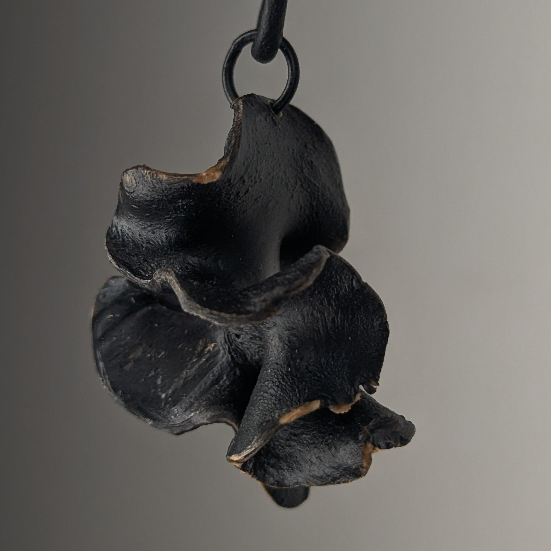 Fucalophrys