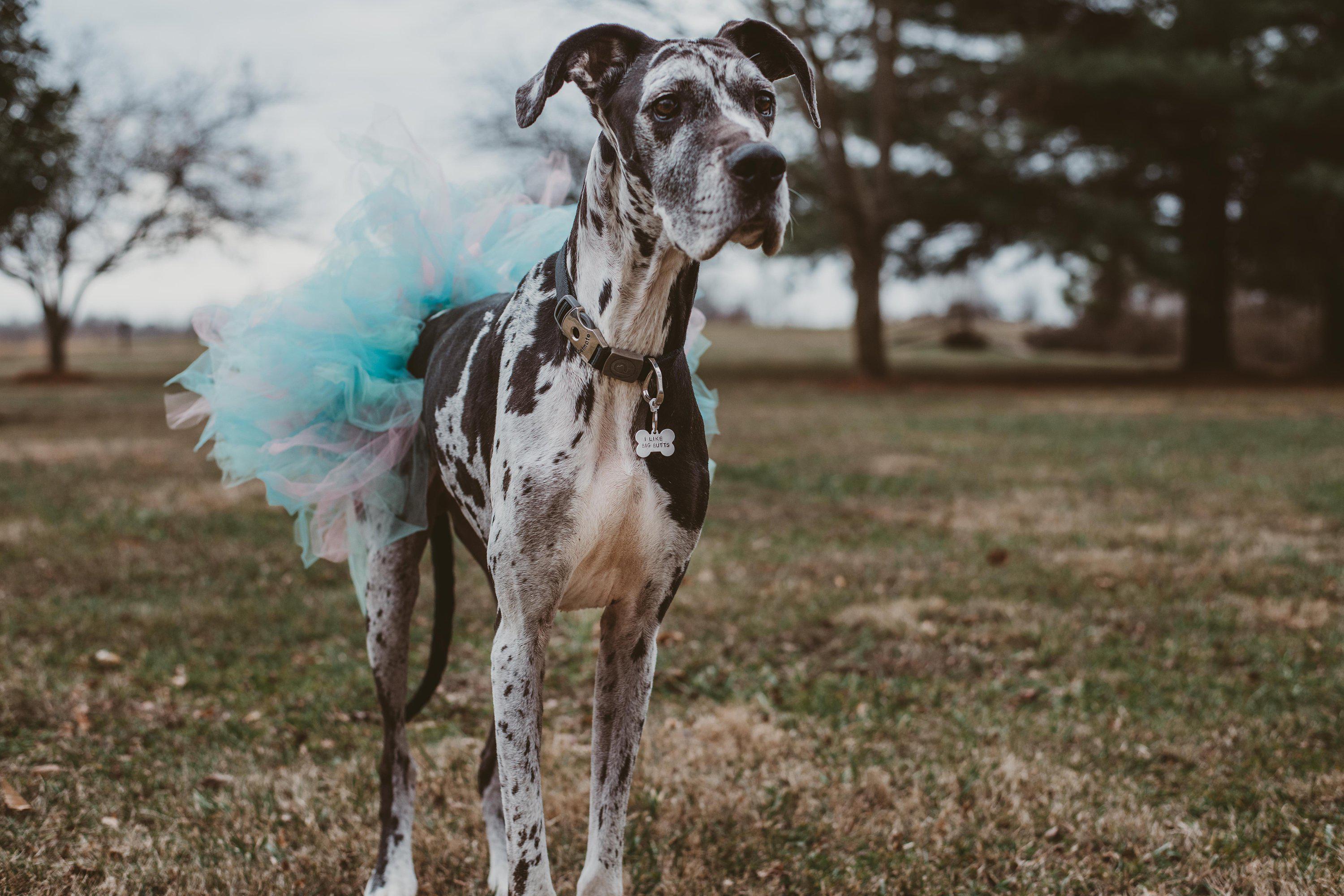 GET YOUR FREAK ON Bone-Shaped Pet Tag