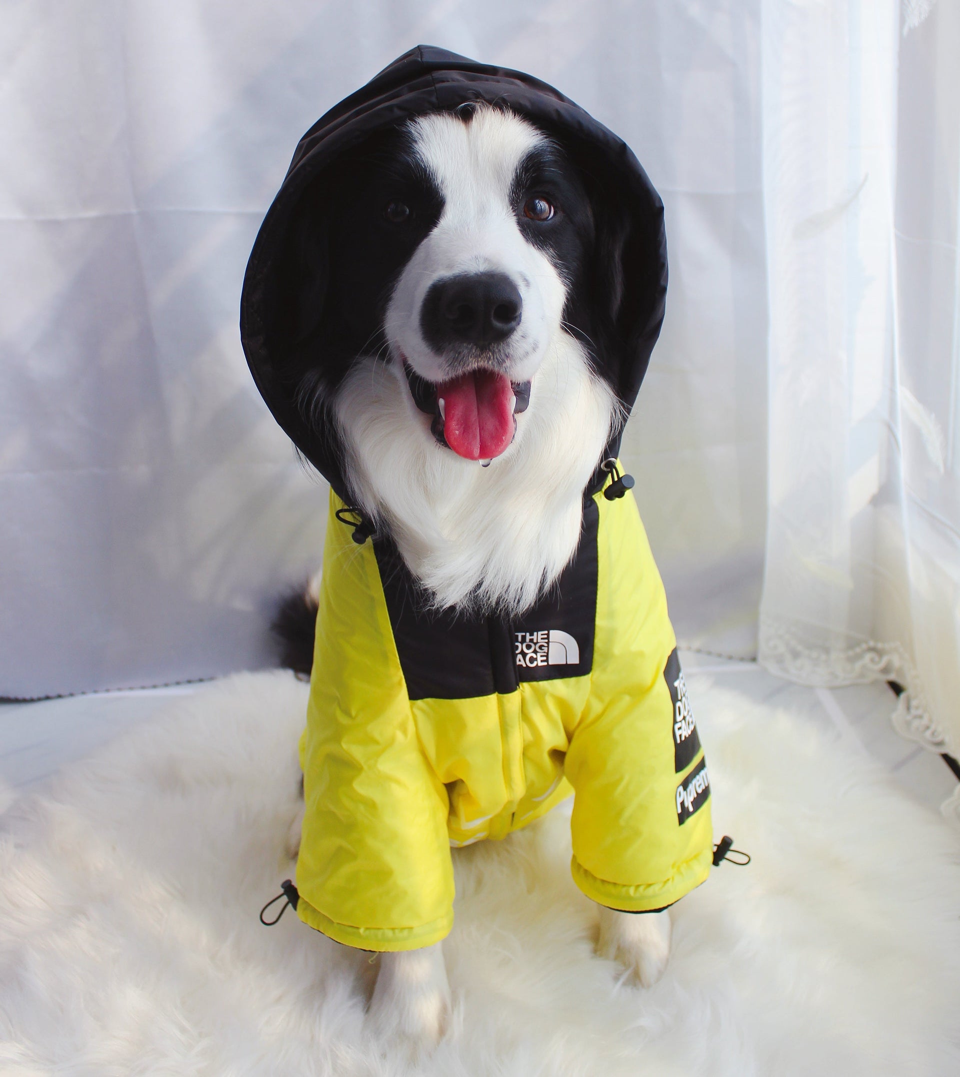 Yellow and Black Waterproof Dog Rain Jacket with Reflective Details - Image 32