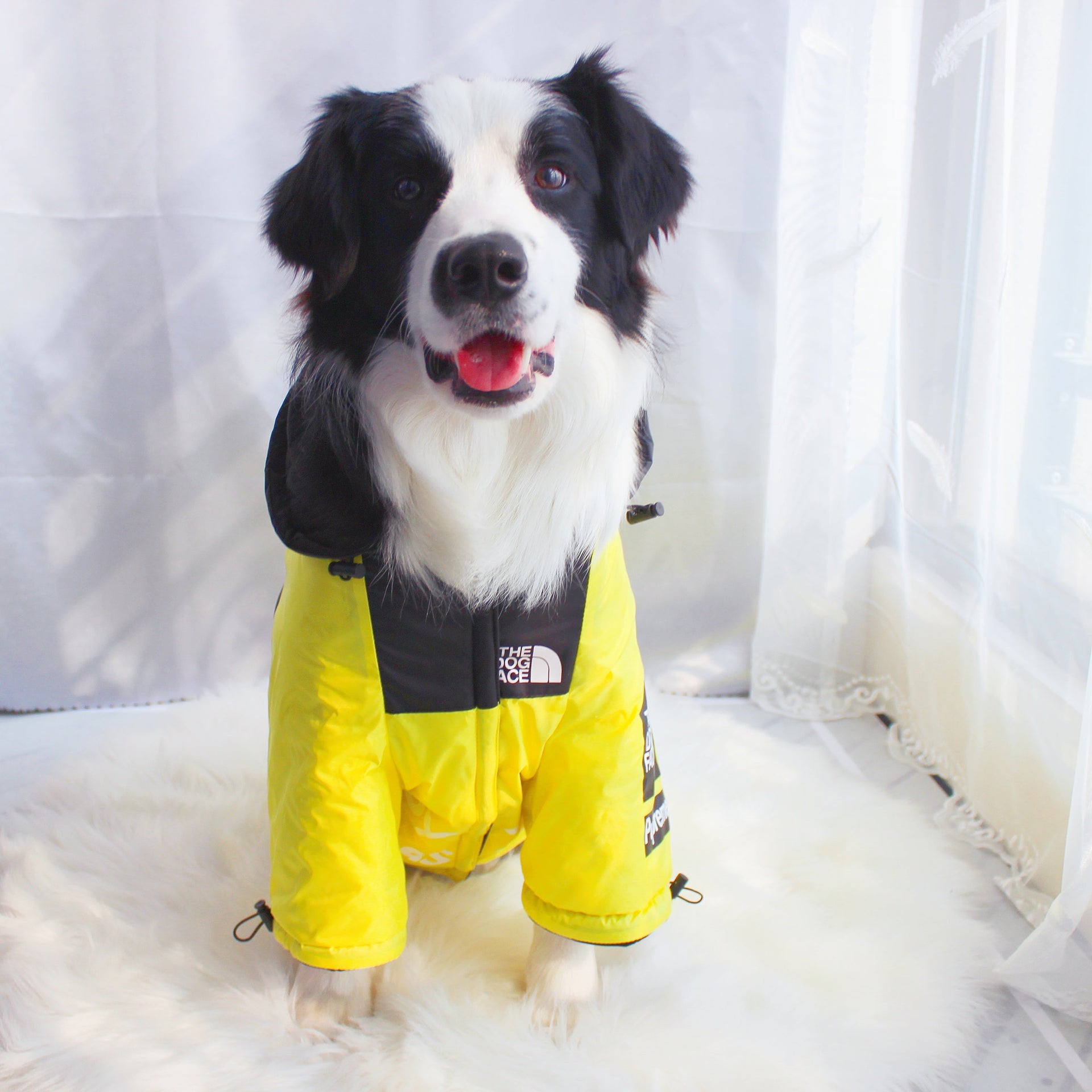 Yellow and Black Waterproof Dog Rain Jacket with Reflective Details - Image 29