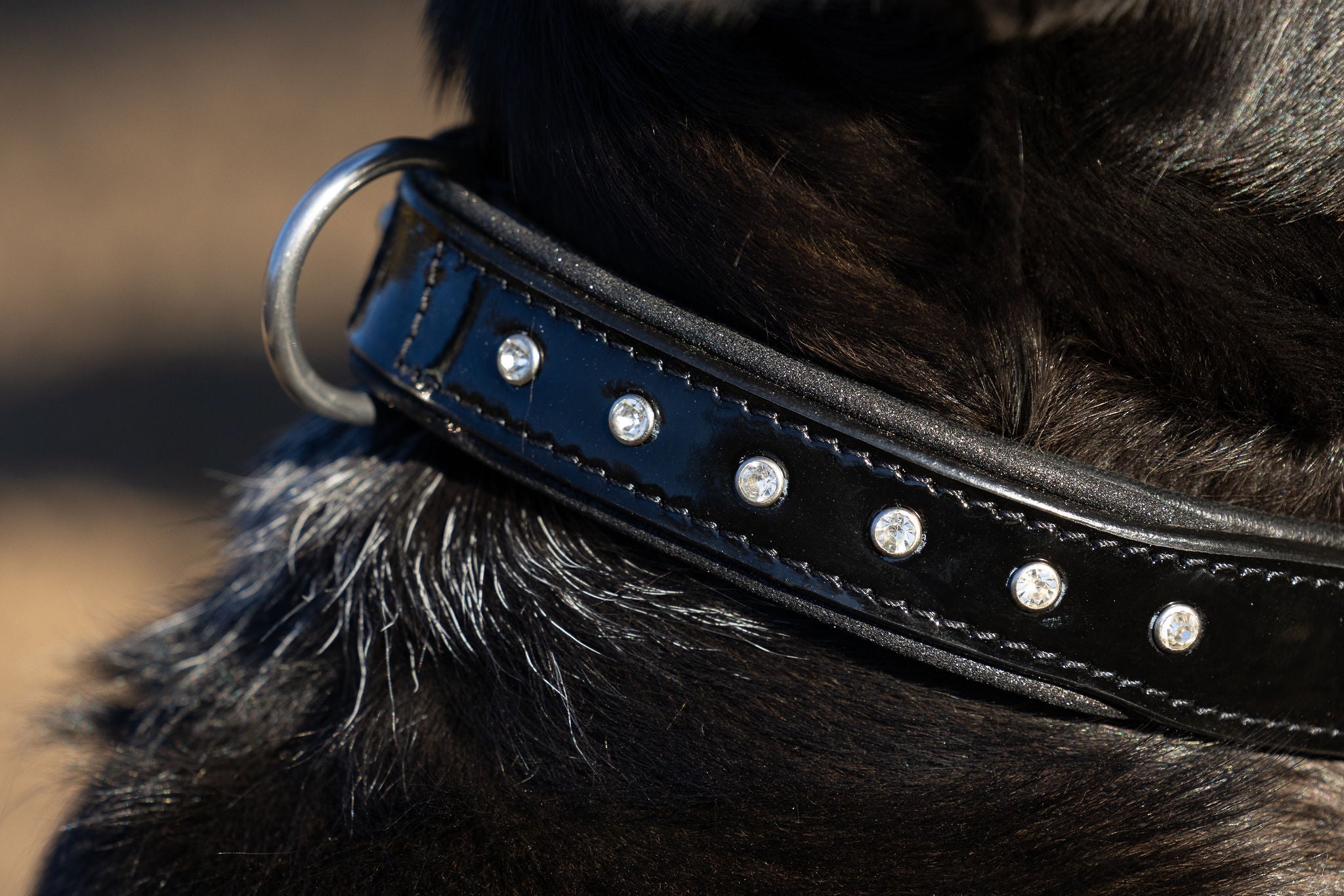 Halter Ego® Black Patent Celebrity Dog Collar