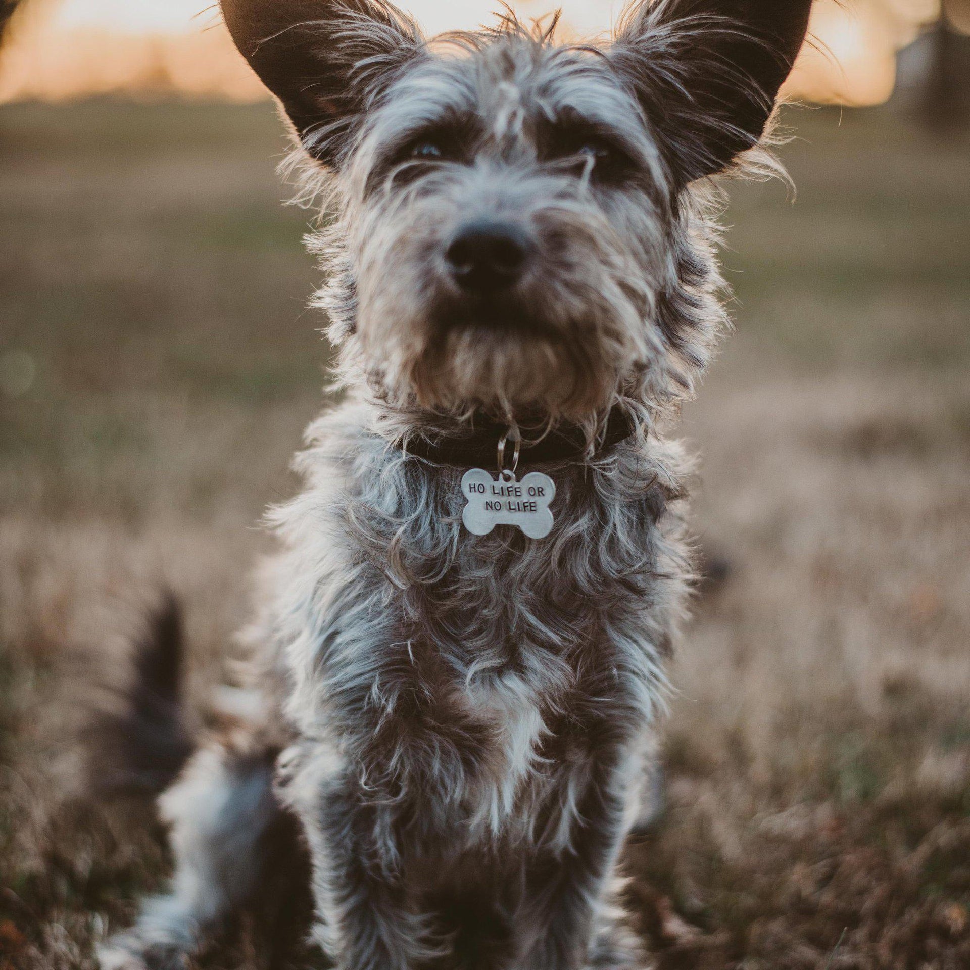 HO LIFE OR NO LIFE Bone-Shaped Pet Tag