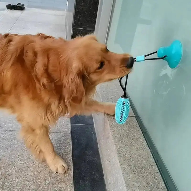 Silicone Suction Cup Dog Toy