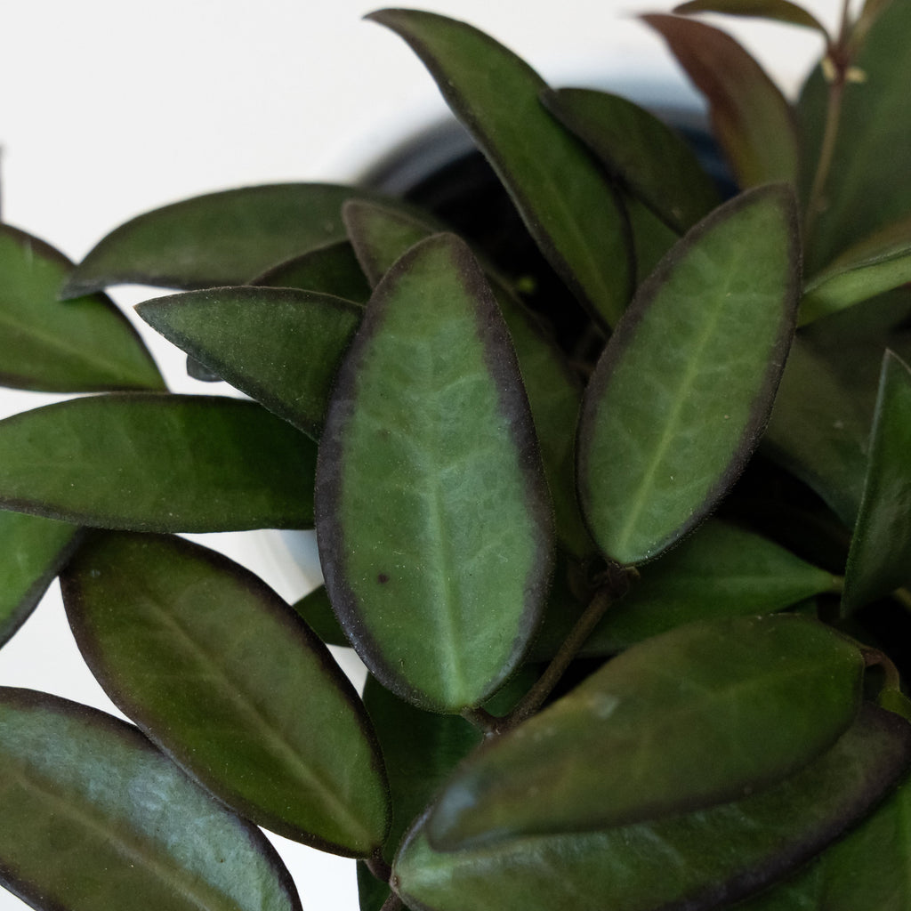 Endless Cascades Adrift Hoya Trailing Plant - Botanical Decor