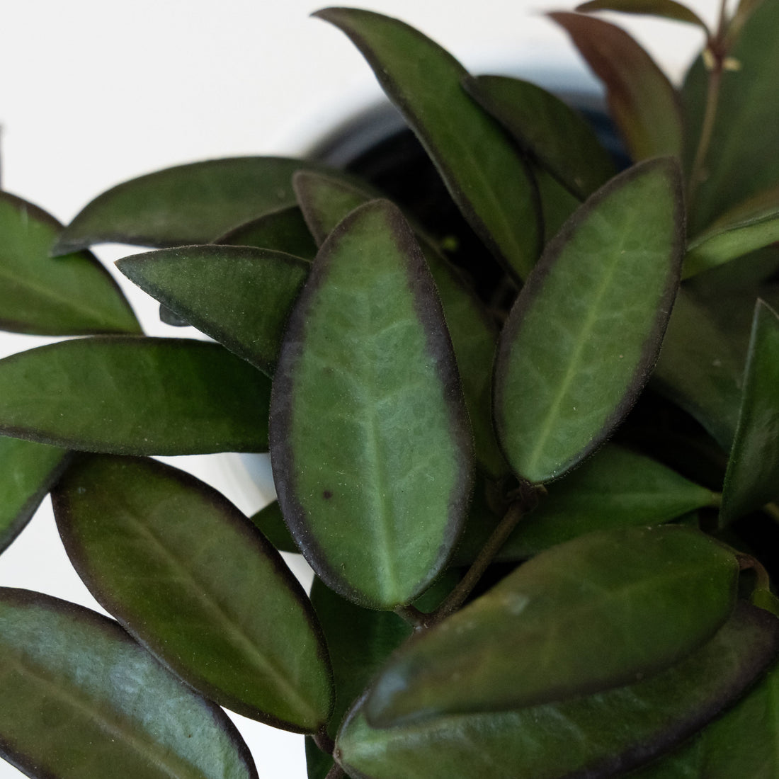Endless Cascades Adrift Hoya Trailing Plant - Botanical Decor