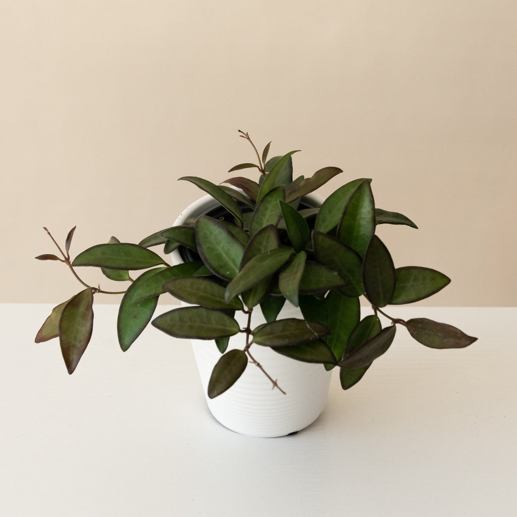 Endless Cascades Adrift Hoya plant with trailing green leaves featuring maroon-purple edges in a white decorative pot.
