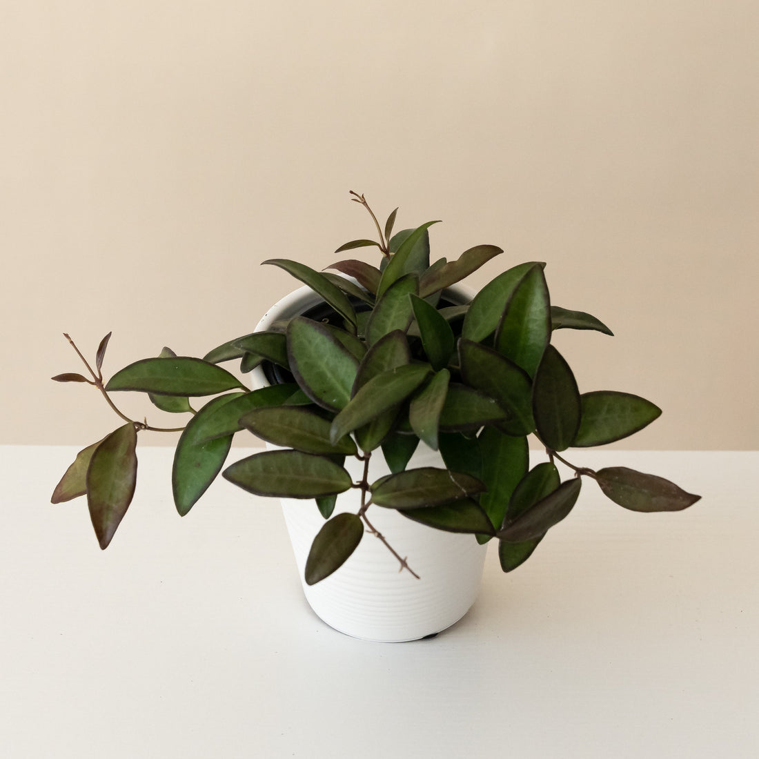 Endless Cascades Adrift Hoya plant with trailing green leaves featuring maroon-purple edges in a white decorative pot.