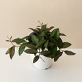 Endless Cascades Adrift Hoya plant with trailing green leaves featuring maroon-purple edges in a white decorative pot.