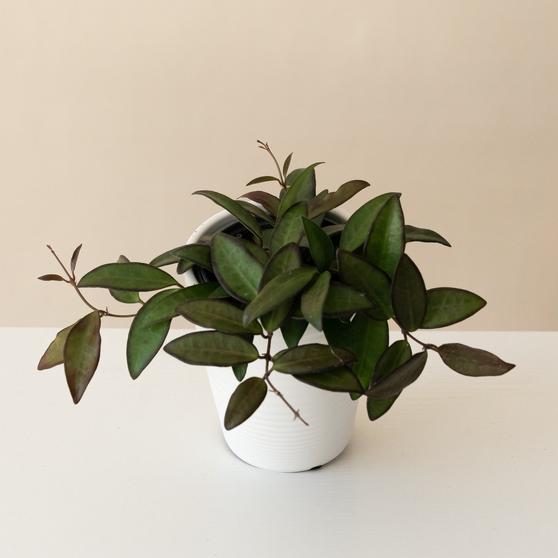 Endless Cascades Adrift Hoya plant with trailing green leaves featuring maroon-purple edges in a white decorative pot.