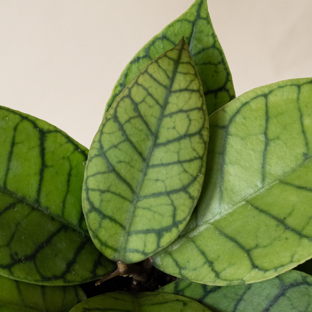 Endless Cascades Shadow Falls Hoya Houseplant