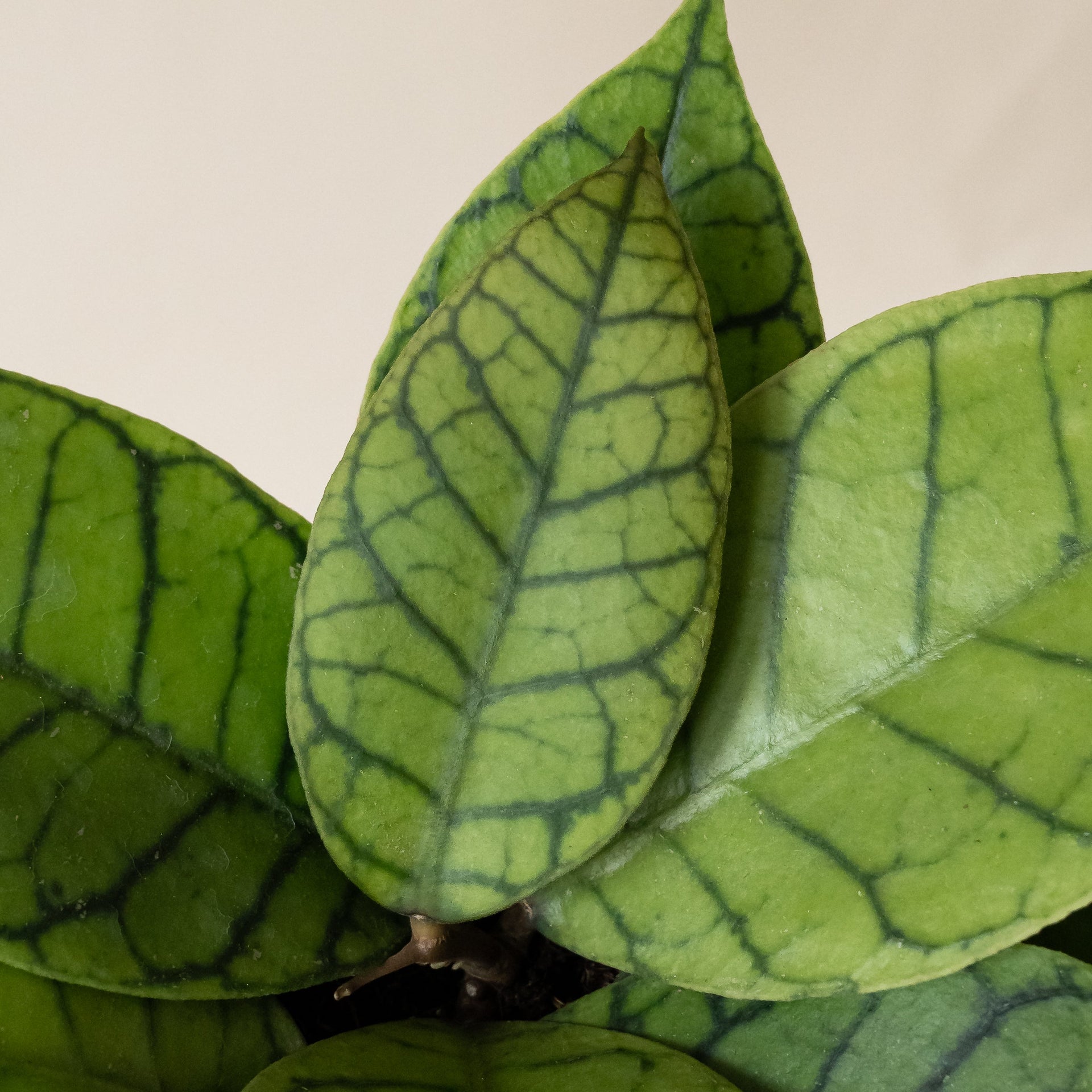 Endless Cascades Shadow Falls Hoya Houseplant