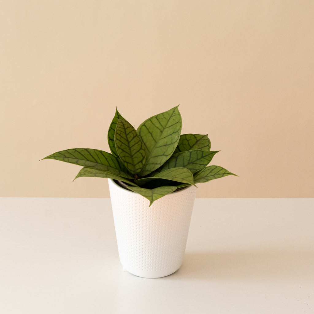 Endless Cascades Shadow Falls Hoya with patterned lanceolate leaves in a white planter.