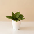 Endless Cascades Shadow Falls Hoya with patterned lanceolate leaves in a white planter.