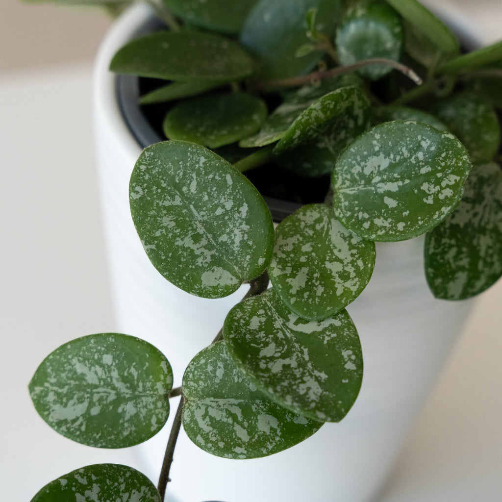Mathilde Splash Hoya - Cascading Green & White Houseplant