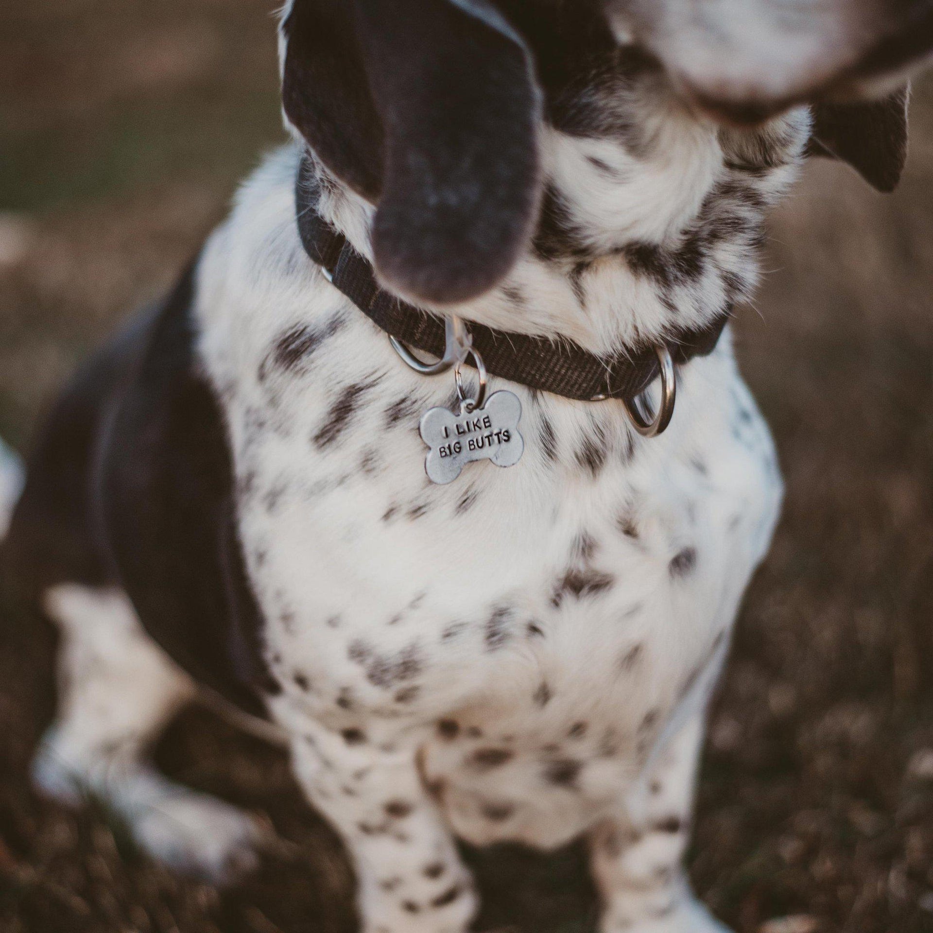 I LIKE BIG BUTTS Bone-Shaped Pet Tag