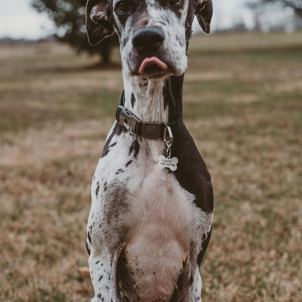 I LIKE BIG BUTTS Bone-Shaped Pet Tag