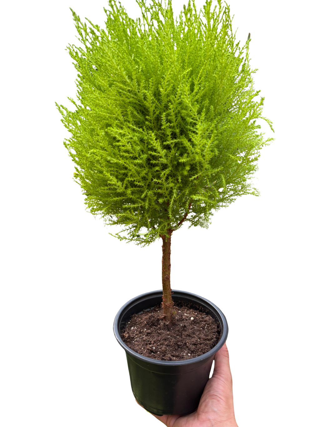 Cypress Lemon Topiary | Fragrant Chartreuse Topiary Plant | House Plant Shop