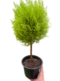 Cypress Lemon Topiary | Fragrant Chartreuse Topiary Plant | House Plant Shop