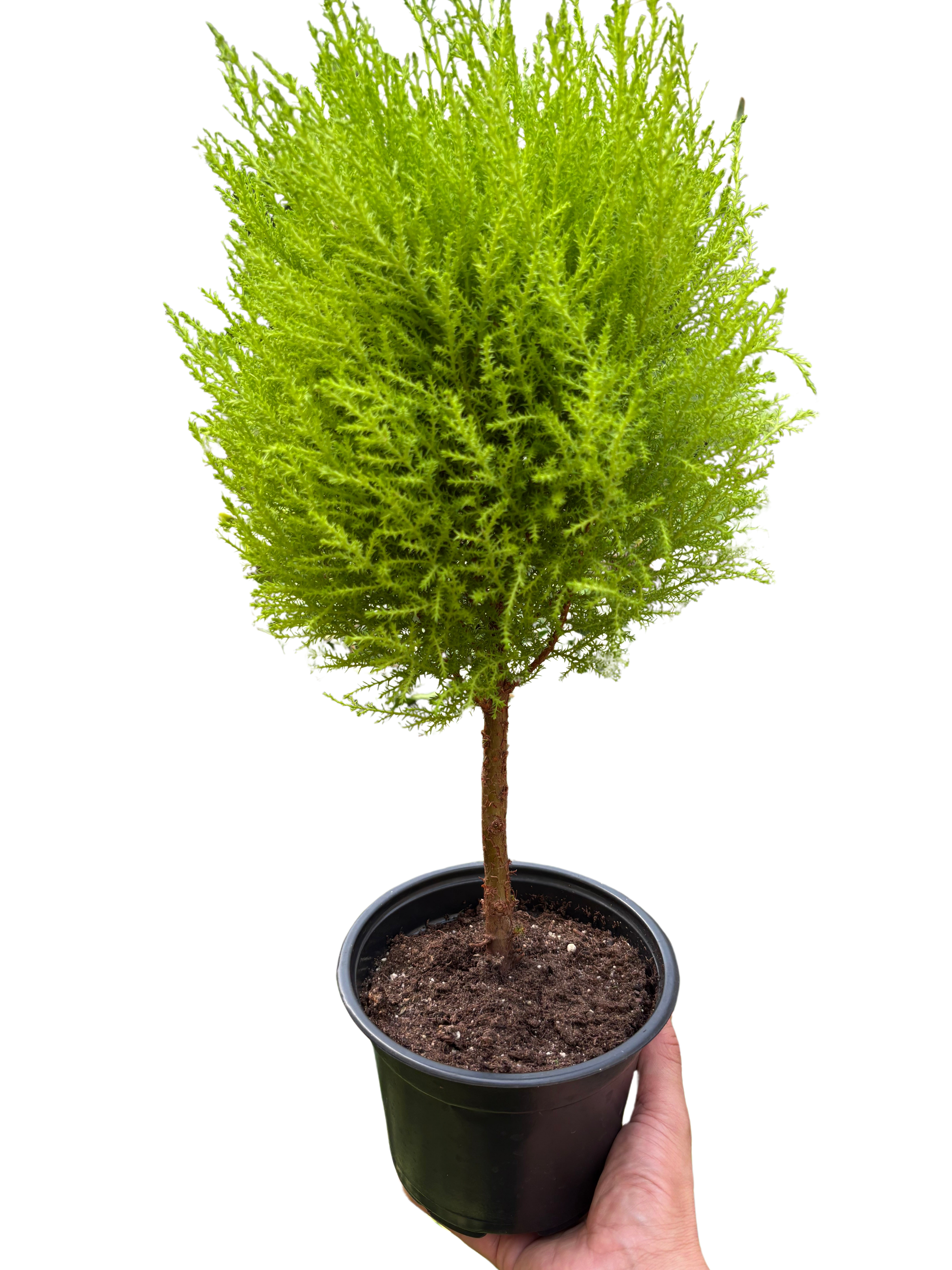 Cypress Lemon Topiary | Fragrant Chartreuse Topiary Plant | House Plant Shop