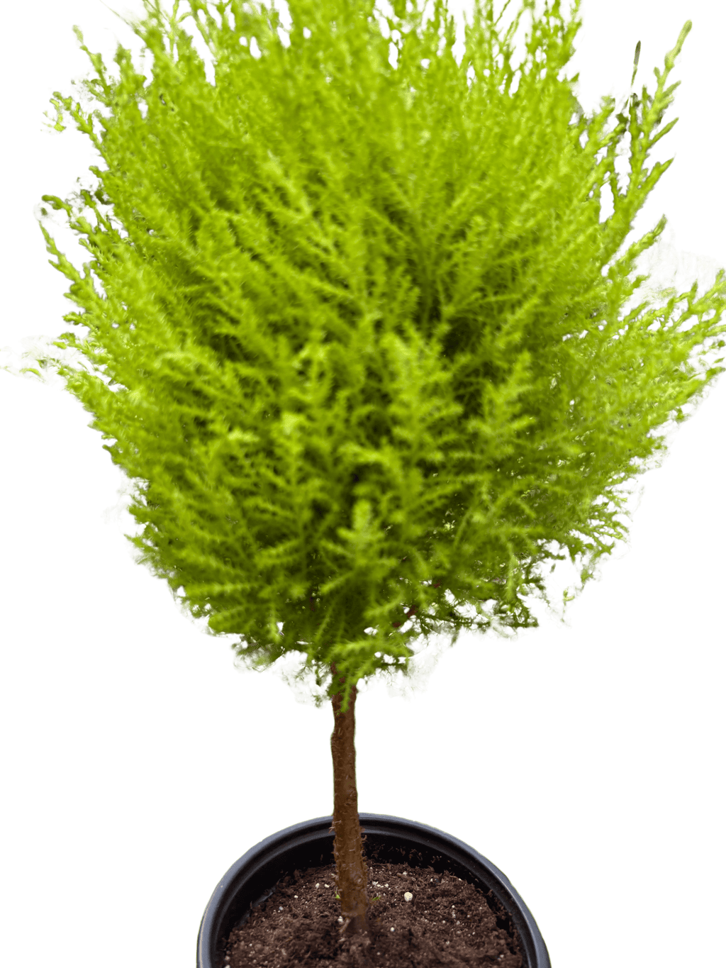 Cypress Lemon Topiary | Fragrant Chartreuse Topiary Plant | House Plant Shop