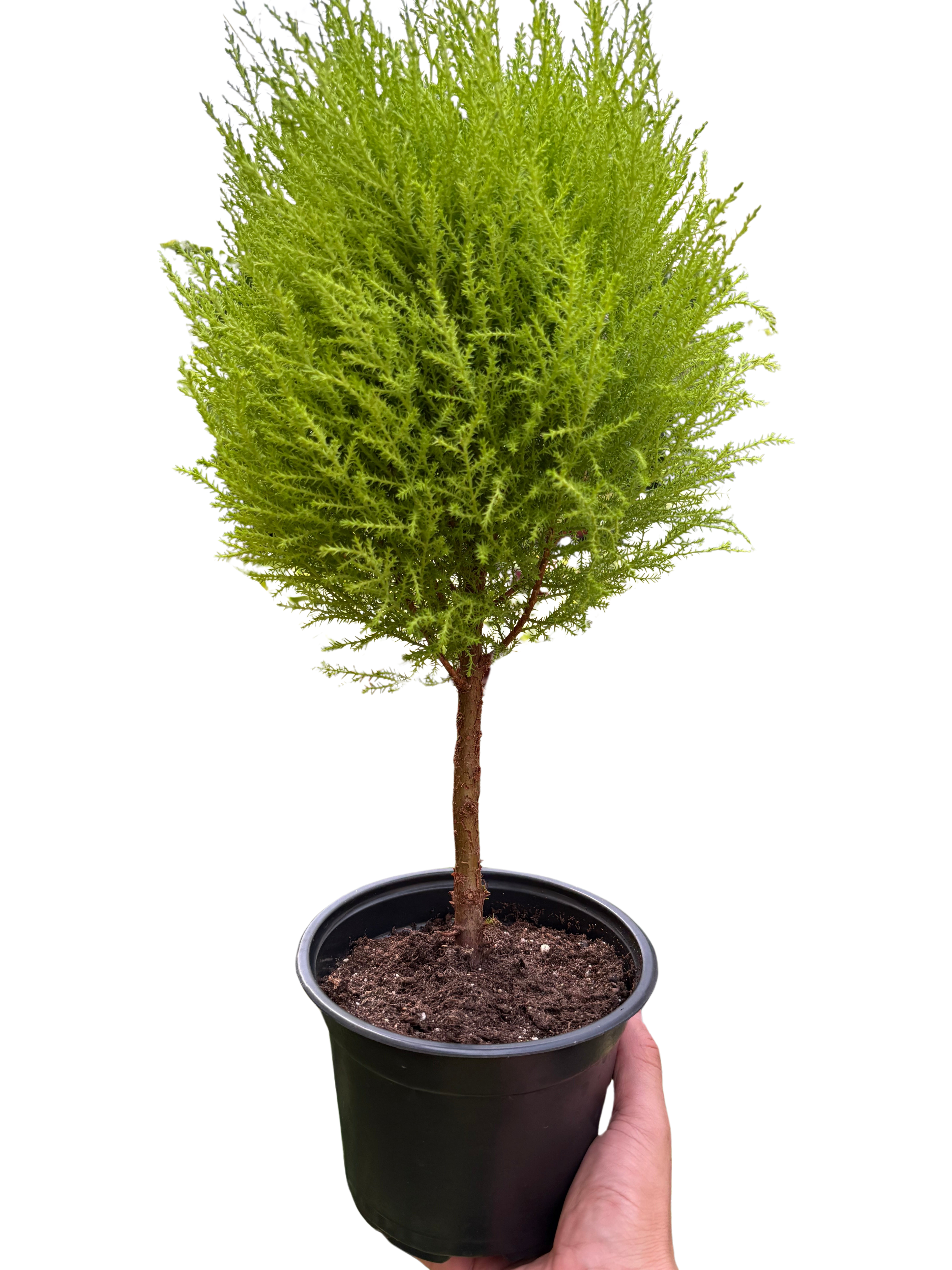 Cypress Lemon Topiary | Fragrant Chartreuse Topiary Plant | House Plant Shop
