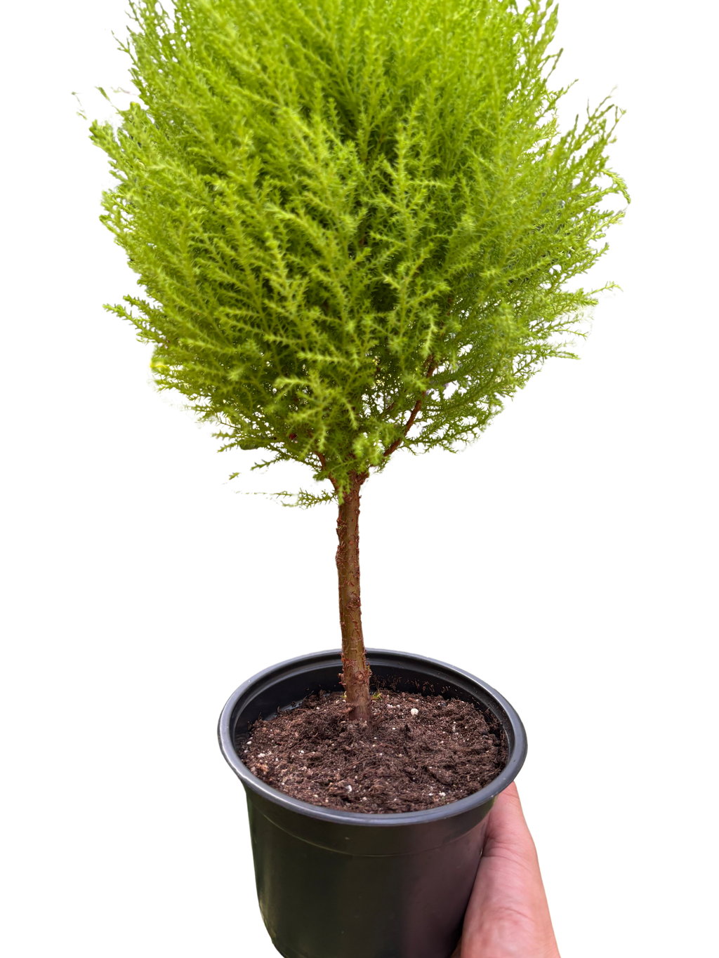 Cypress Lemon Topiary | Fragrant Chartreuse Topiary Plant | House Plant Shop
