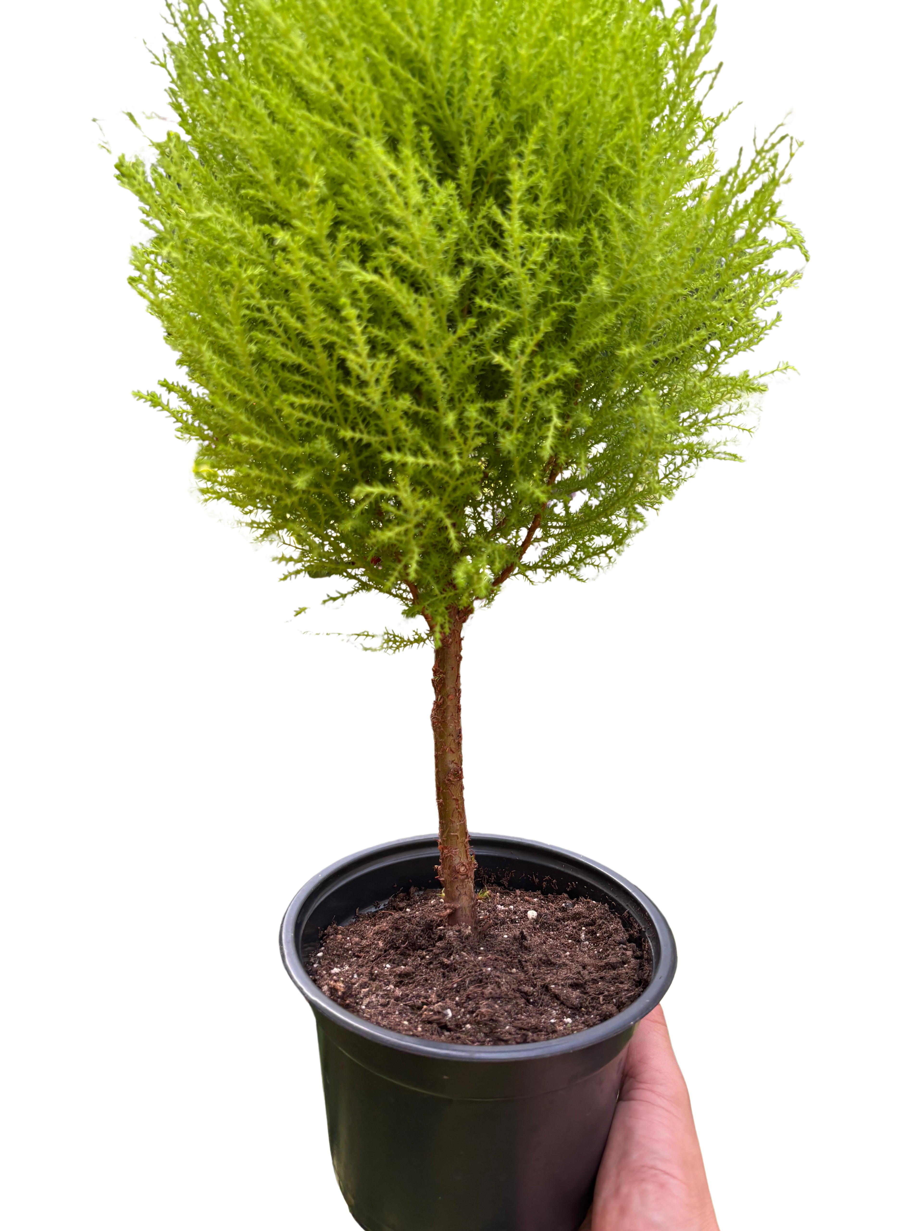 Cypress Lemon Topiary | Fragrant Chartreuse Topiary Plant | House Plant Shop