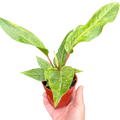 Anthurium Renaissance | Red Flowering Plant with Long-Lasting Blooms | House Plant Shop