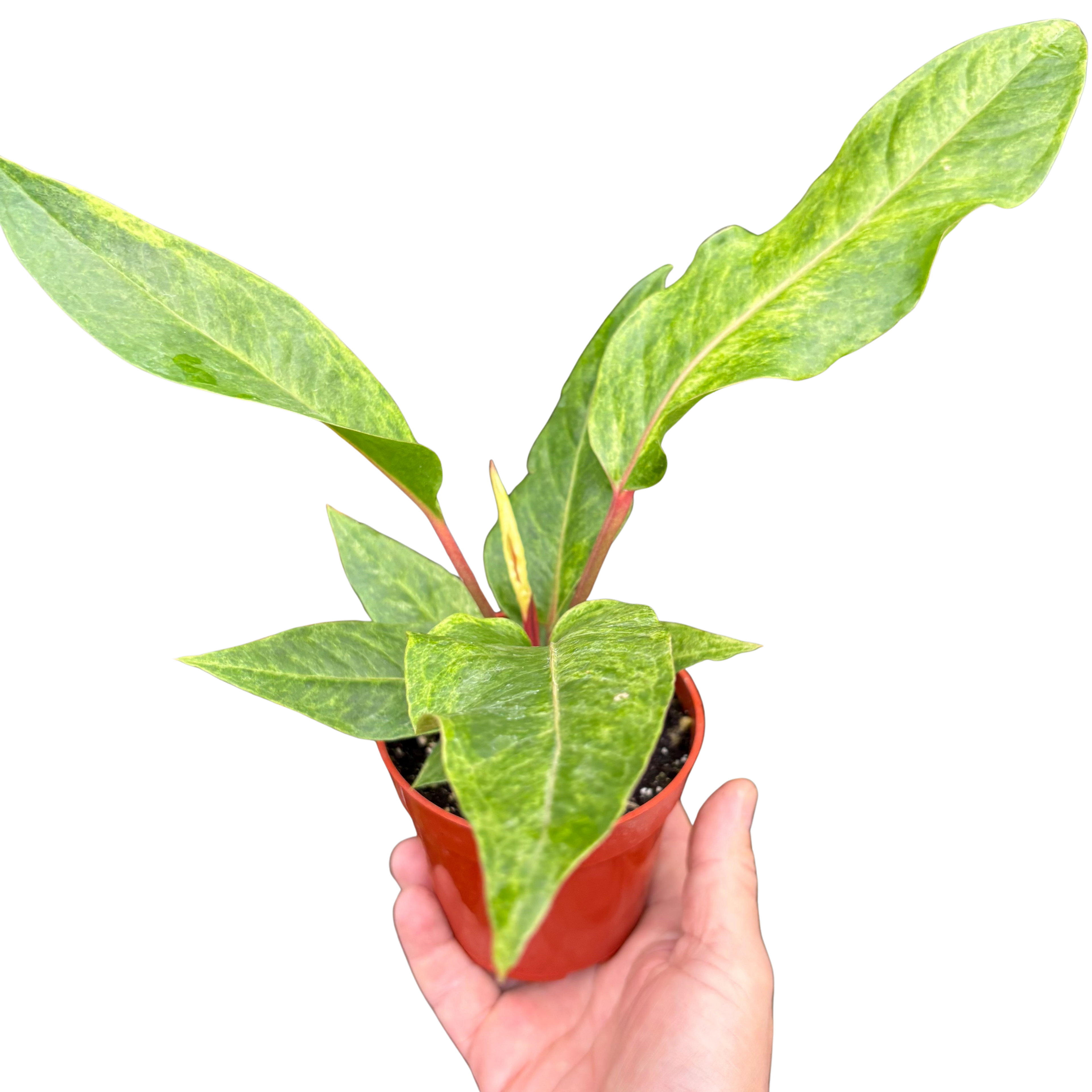 Anthurium Renaissance | Red Flowering Plant with Long-Lasting Blooms | House Plant Shop