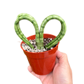 Snake Plant Heart | Compact Heart-Shaped Low-Maintenance Plant | House Plant Shop