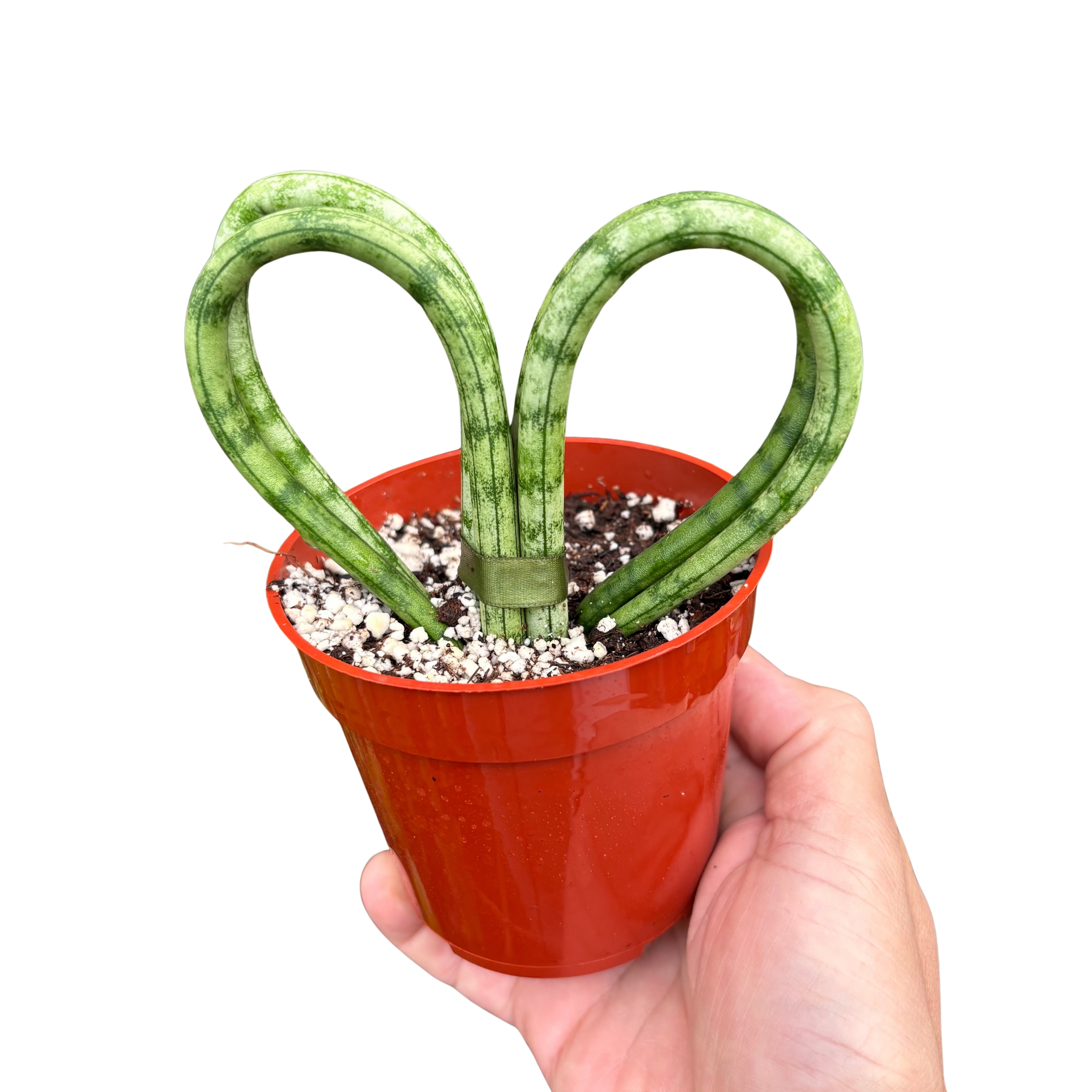 Snake Plant Heart | Compact Heart-Shaped Low-Maintenance Plant | House Plant Shop