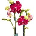 Red Phalaenopsis Orchid | Moth Orchid with Red Flowers | House Plant Shop