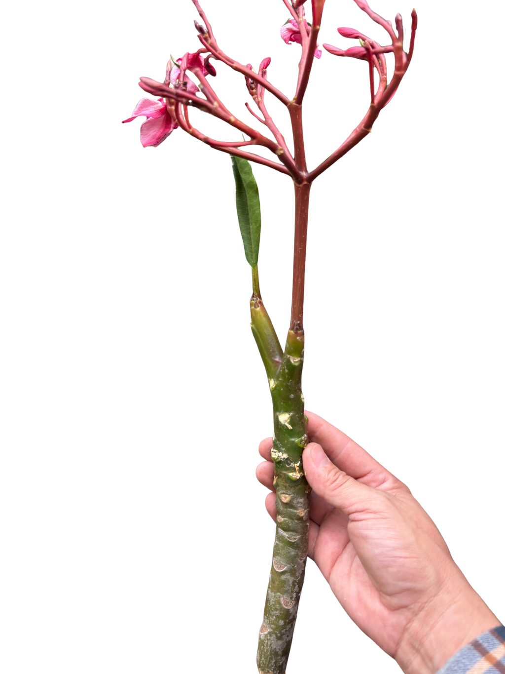 Plumeria Mex Pink Single | Fragrant Pink Tropical Flowers | House Plant Shop