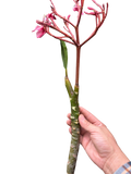 Plumeria Mex Pink Single | Fragrant Pink Tropical Flowers | House Plant Shop