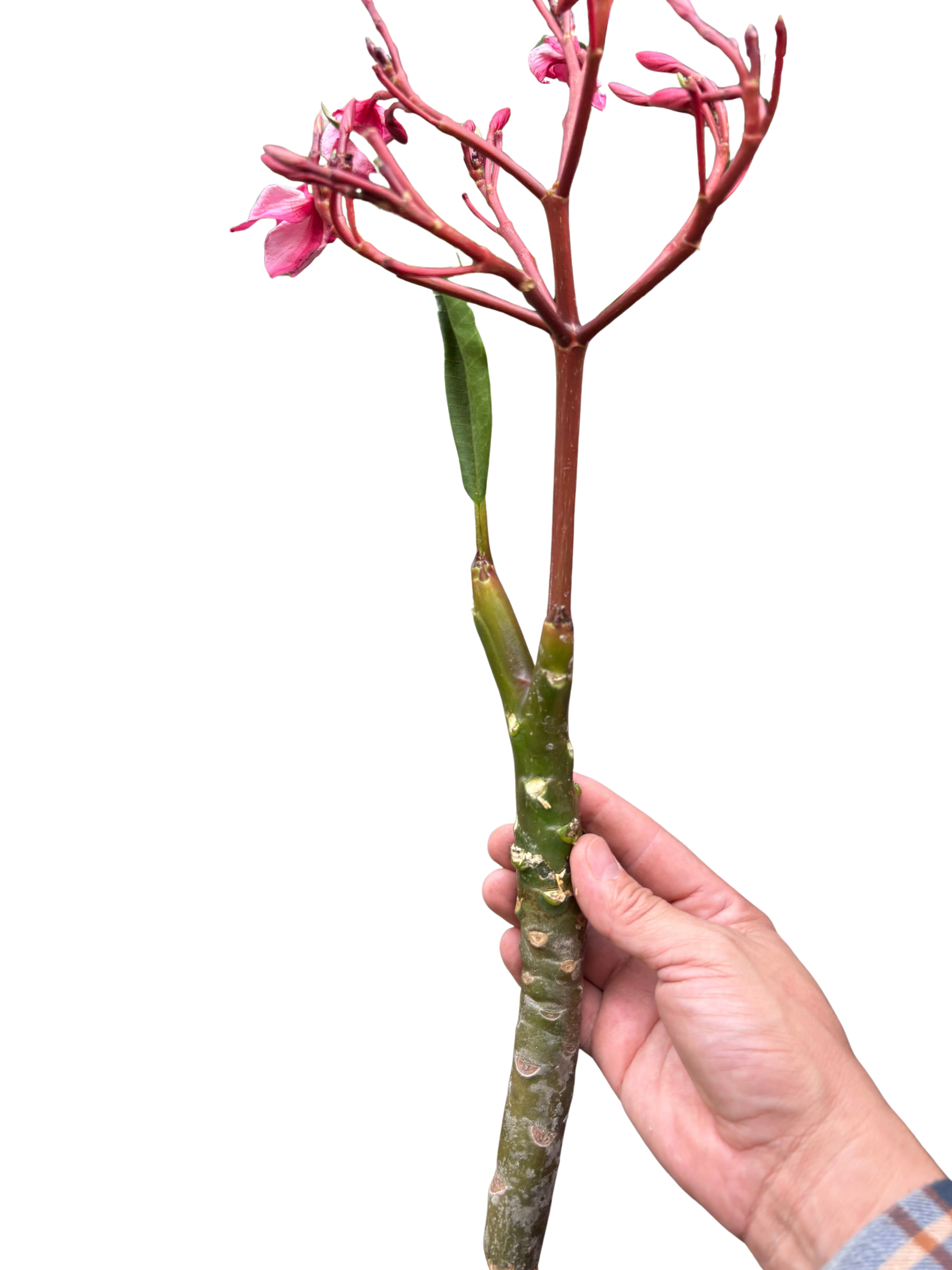 Plumeria Mex Pink Single | Fragrant Pink Tropical Flowers | House Plant Shop
