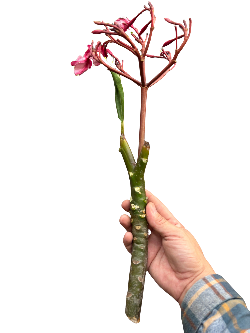 Plumeria Mex Pink Single | Fragrant Pink Tropical Flowers | House Plant Shop
