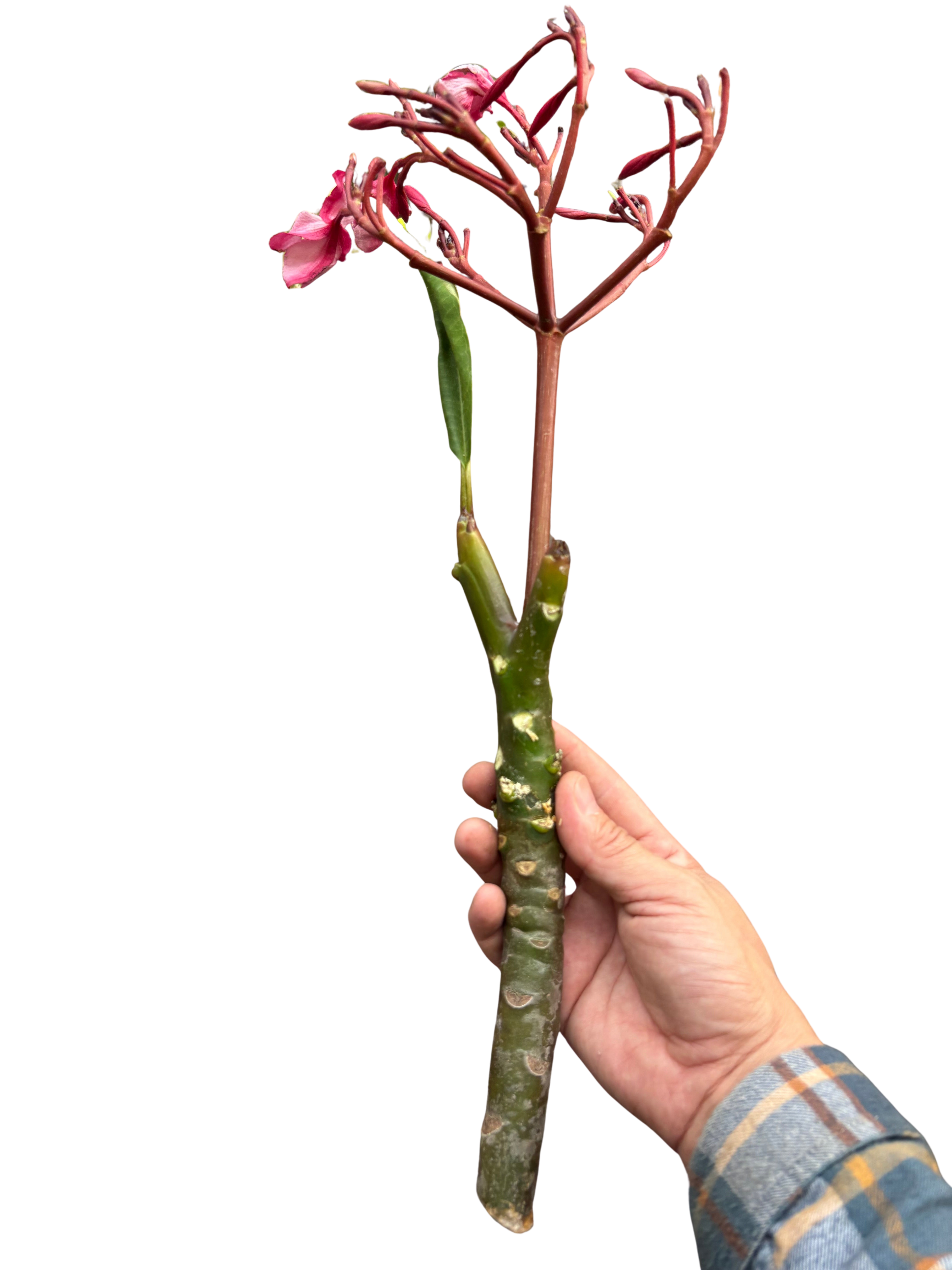Plumeria Mex Pink Single | Fragrant Pink Tropical Flowers | House Plant Shop