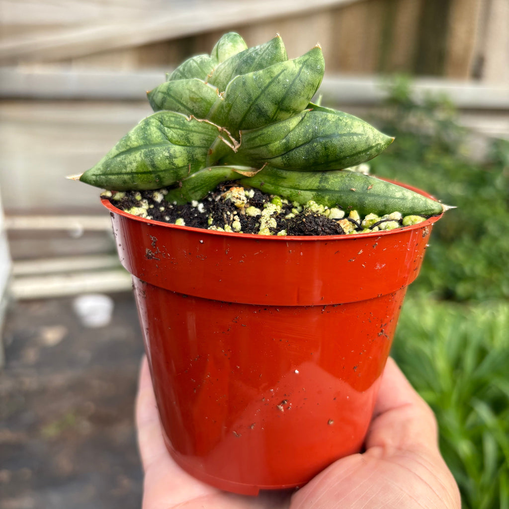 Snake Cylindrica Bonji | Pencil Cactus | Unique Low Maintenance Succulent | House Plant Shop