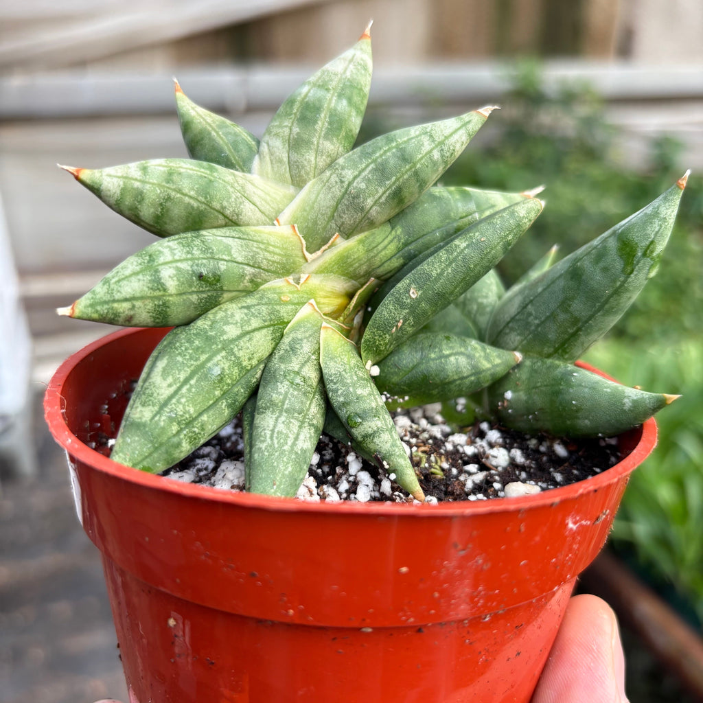 Snake Cylindrica Bonji | Pencil Cactus | Unique Low Maintenance Succulent | House Plant Shop
