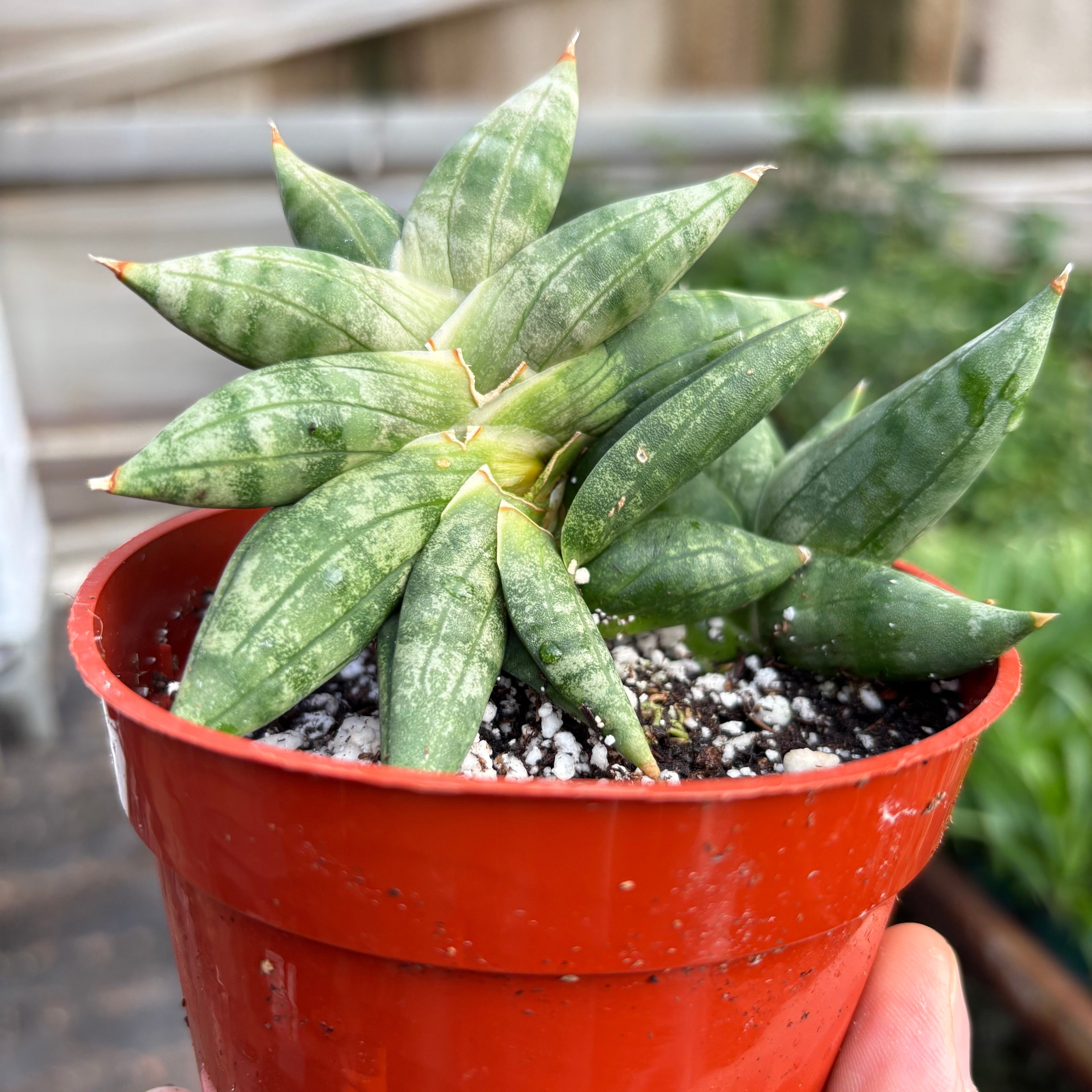 Snake Cylindrica Bonji | Pencil Cactus | Unique Low Maintenance Succulent | House Plant Shop