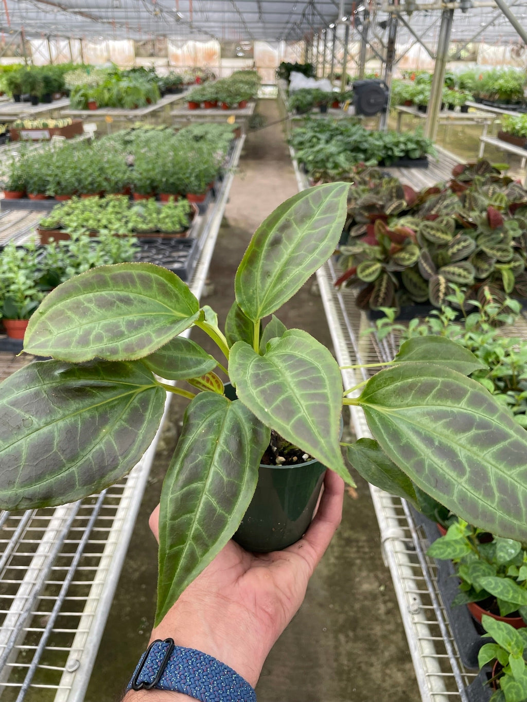 Monolena 'Primuliflora' | Rare Tropical Epiphyte with Pink Flowers | House Plant Shop