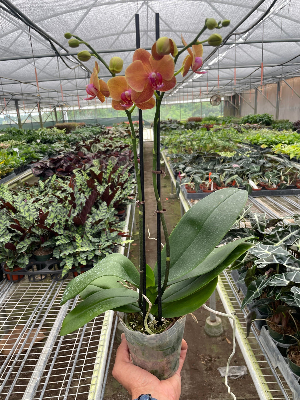 Orchid 'Orange Phalaenopsis' | Vibrant Moth Orchid | House Plant Shop