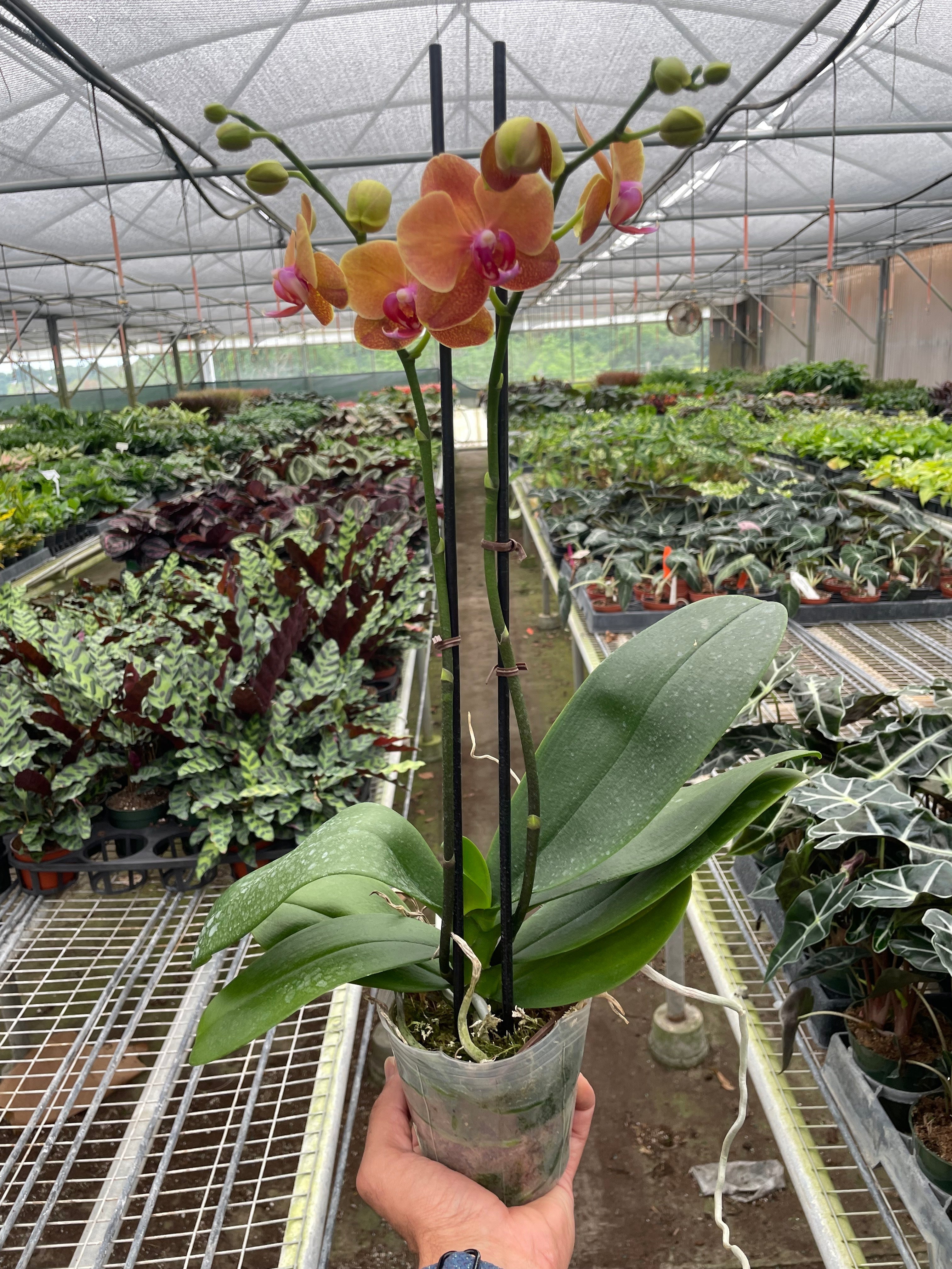 Orchid 'Orange Phalaenopsis' | Vibrant Moth Orchid | House Plant Shop