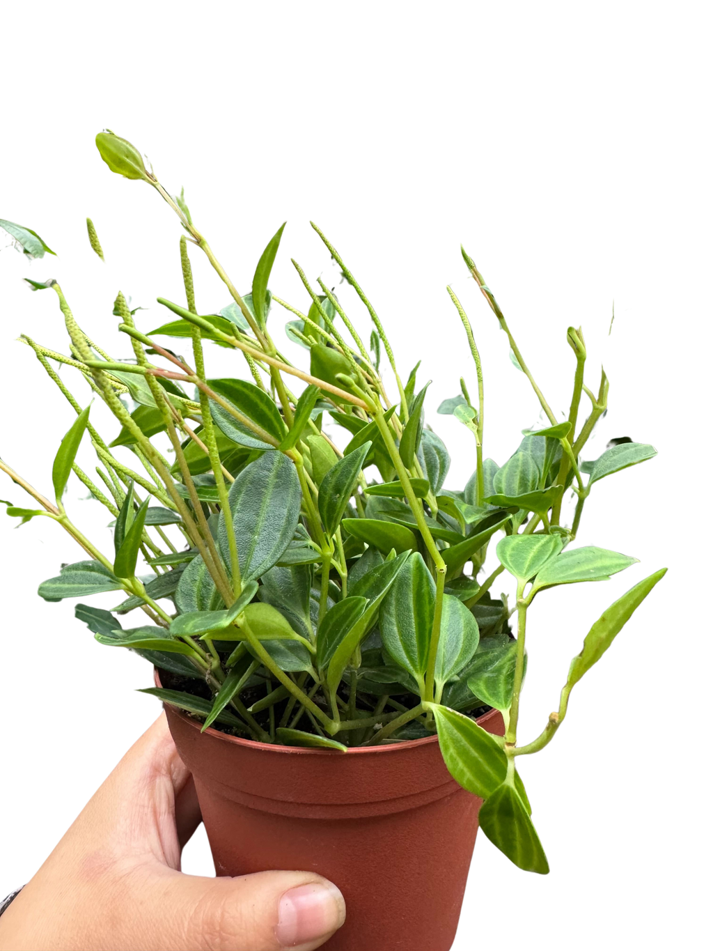Peperomia Angulata (Beetle Peperomia) | Unique Trailing Plant | House Plant Shop