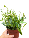 Peperomia Angulata (Beetle Peperomia) | Unique Trailing Plant | House Plant Shop